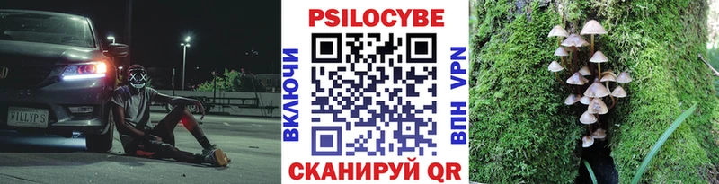 МЕГА ТОР  Карачаевск  Галлюциногенные грибы Psilocybine cubensis 